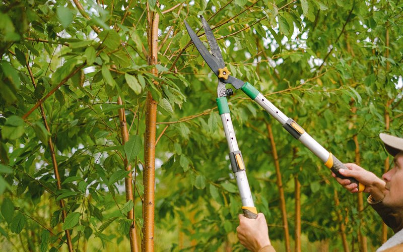 Tree trimming in Greenbank, WA