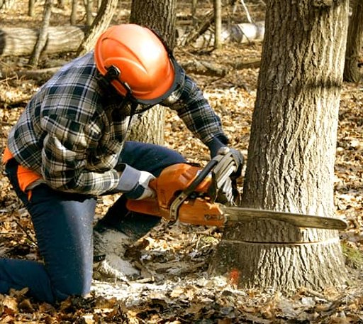 Tree Removal in Greenbank, WA